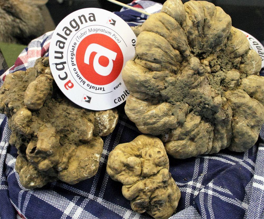 Acqualagna, il tartufo bianco torna protagonista