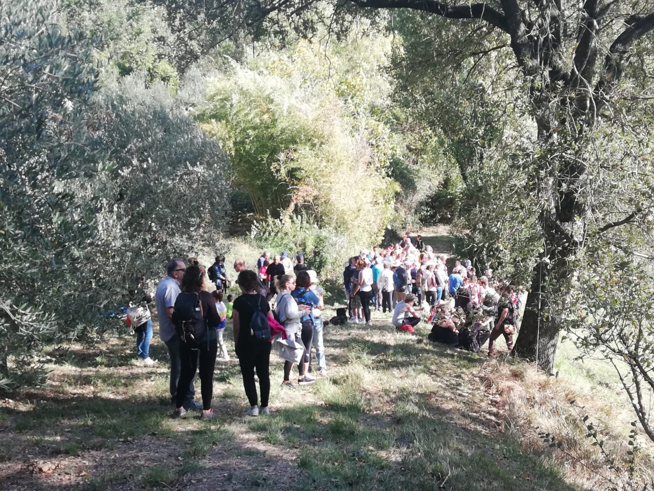 Camminata tra gli olivi