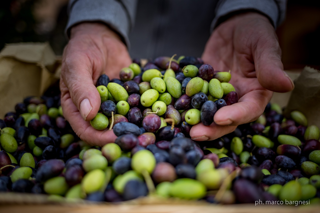 Cartoceto Dop, il festival