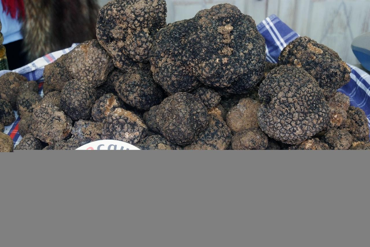 Fiera Regionale del Tartufo Nero Estivo