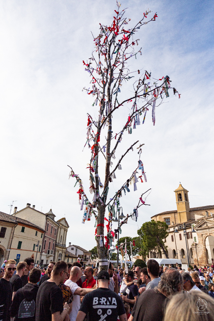 Rogo dell'albero del maggio