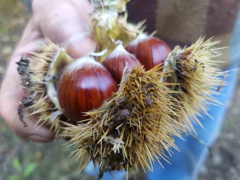 Torna la Sagra del Marrone Castellano
